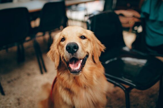 Quando una coppia divorzia, a chi viene affidato il cane?